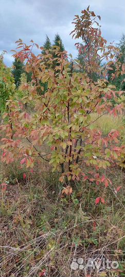 Сосны,ели,лиственица,ель голубая итд