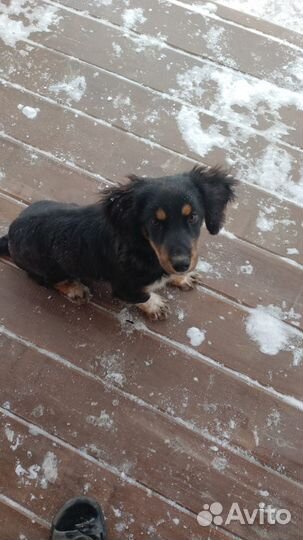 Отдам щенка в добрые руки