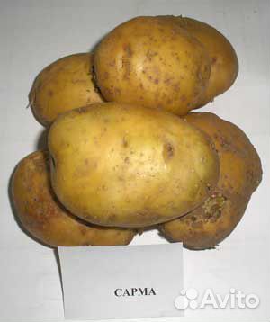 Семенной картофель сорт 