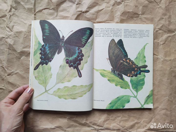 Насекомые Красной книги СССР Никитский