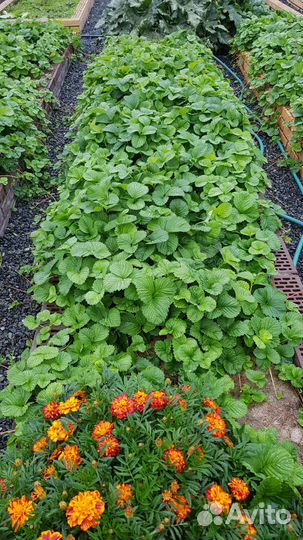 Рассада клубники усы с корнями