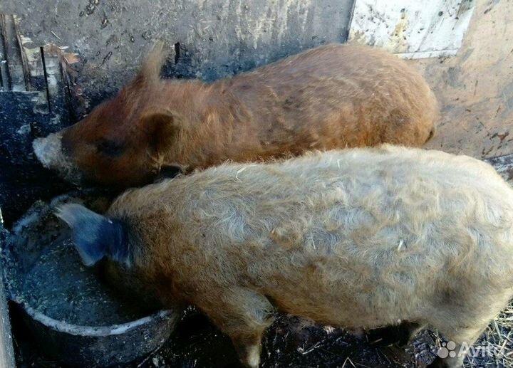 Поросята венгерской мангалицы