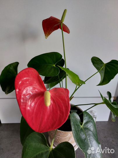 Антуриум красный