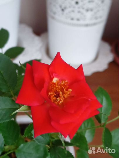 Комнатная розочка