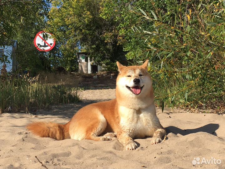 Собака сиба-ину для съемки/фотопрогулки