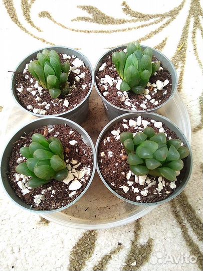 Хавортии Купера, Трунката