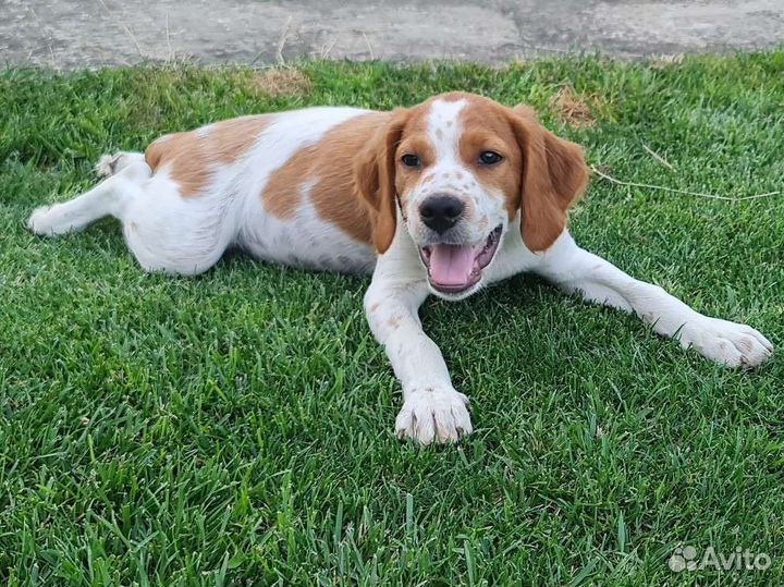 Щенки эпаньоль бретон