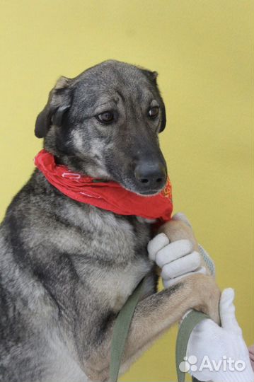 Мили в добрые руки