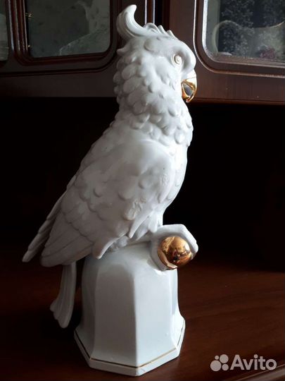 Большой попугай Германия