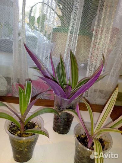 Диффенбахия и др комнатные цветы