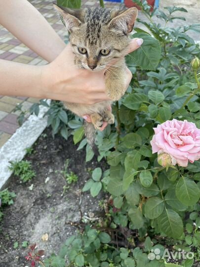Отдам в добрые руки мальчика котенка