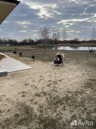 Инкубационное яйцо индейки