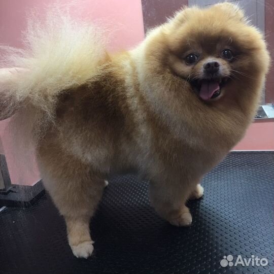 Требуются модели на стрижку