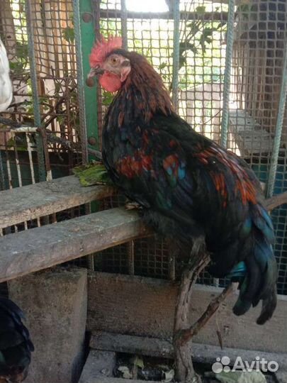 Петух черный красавец маран