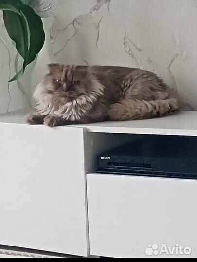 Кот в добрые руки