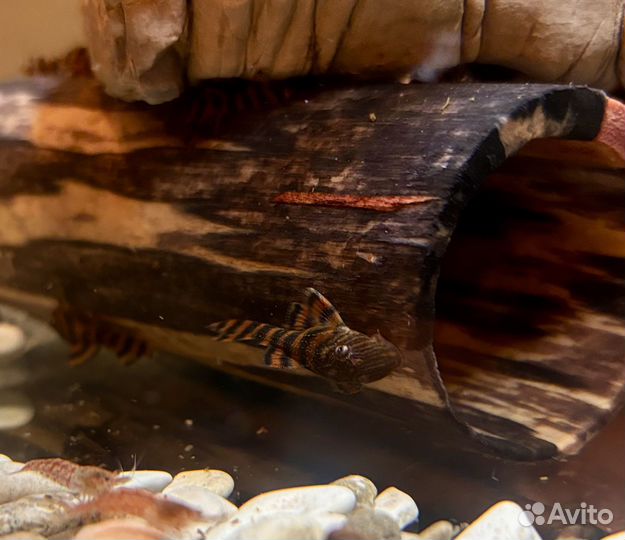 Номерные сомы L397