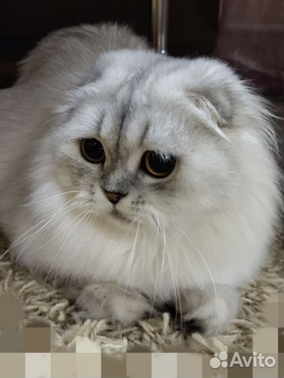 Хайленд фолд девочка