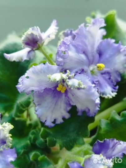 Взрослая цветущая сортовая фиалка в горшке