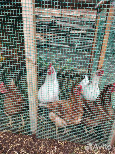 Куры молодки несушки