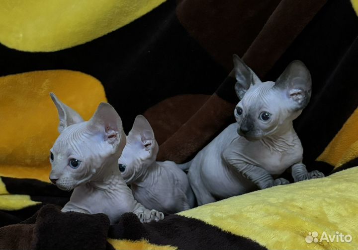 Канадский сфинкс котята