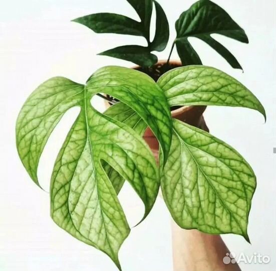 Монстера Амидриум Сильвер Совместные закупки