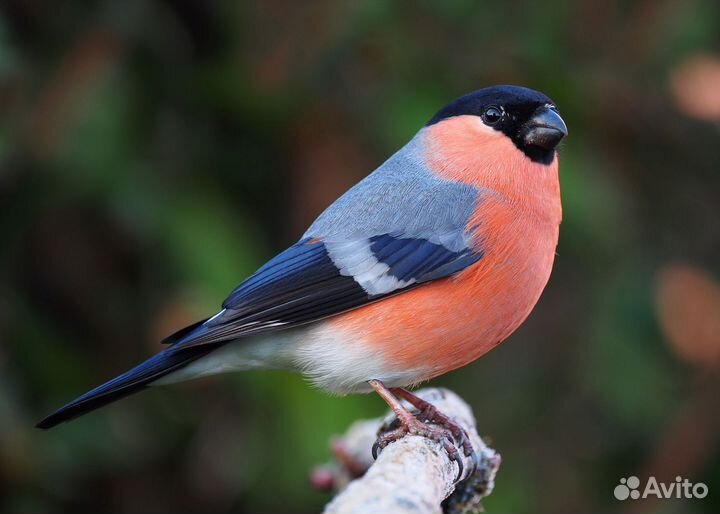 Певчие лесные птицы