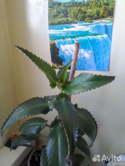 Каланхоэ вместо лекарств,большие листья рнЛенты