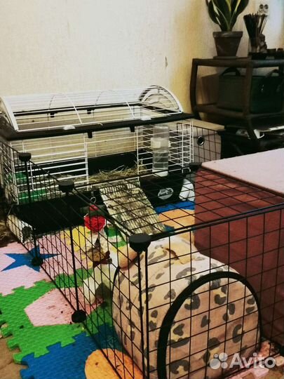 Морские свинки + клетка + вальер