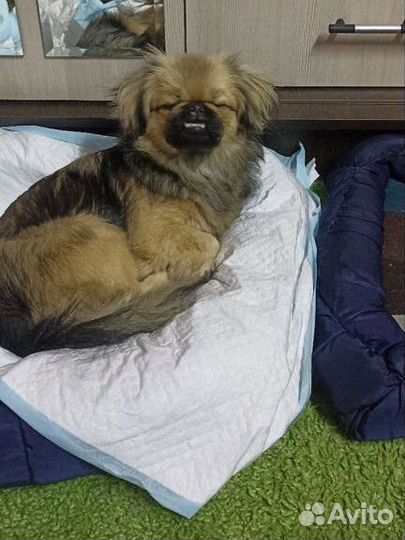 Чистокровные пекинесы