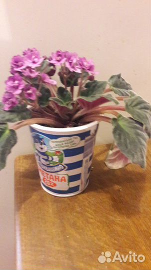 Комнатные цветы