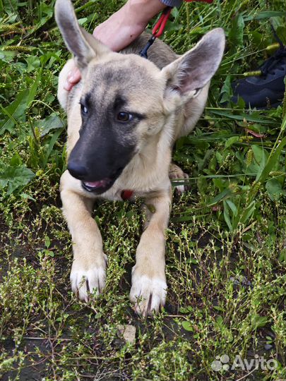 Щенки в дар