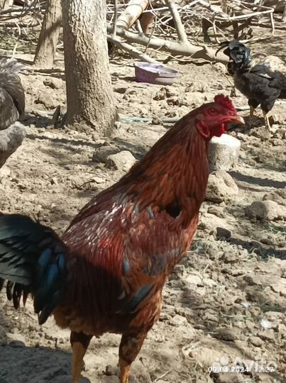 Бойцовый петух
