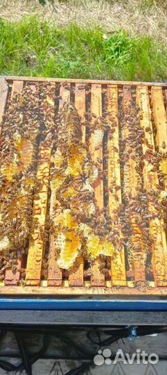 Пчелосемьи на вытряску