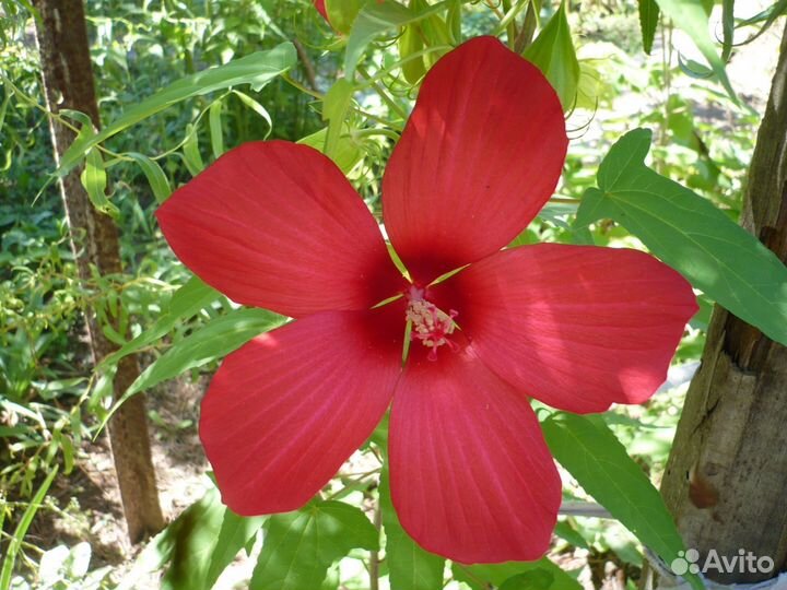 Гибискусы садовые