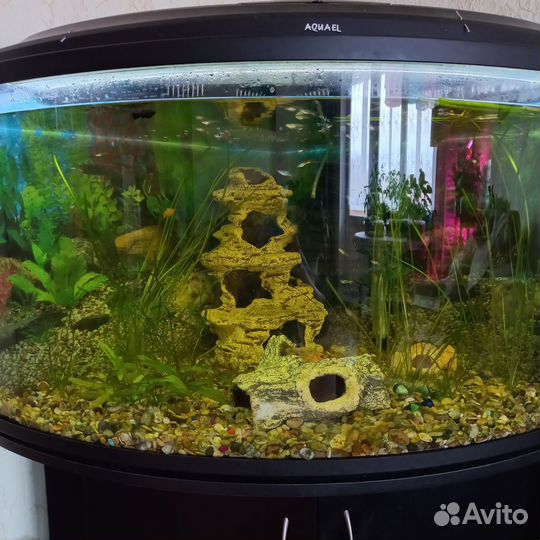 Аквариум
