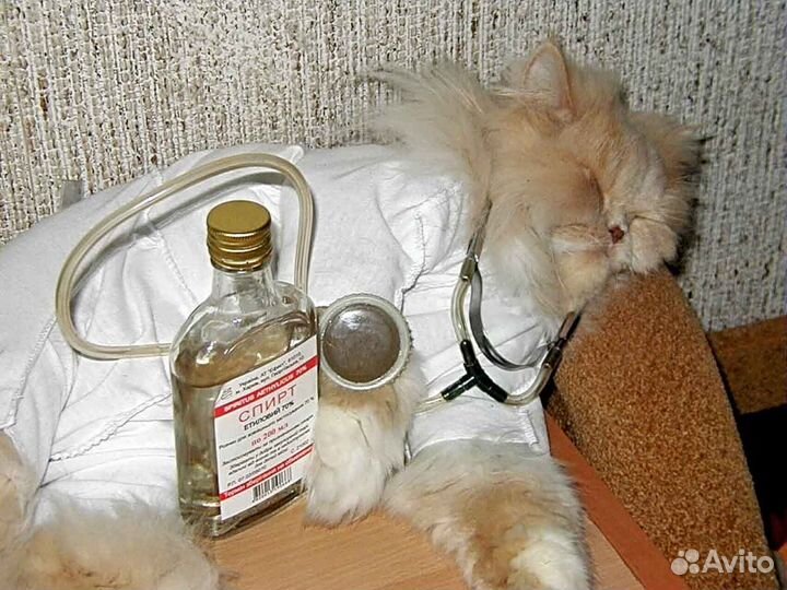 Кастрация, стерилизация