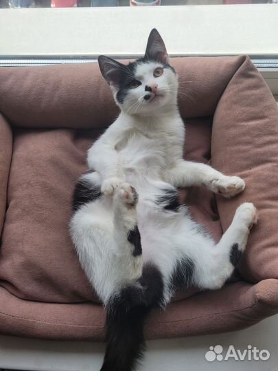 Котёнок мальчик