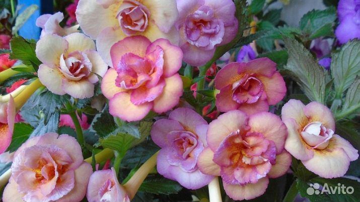 Ахименес (ризомы)