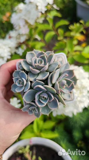 Суккуленты