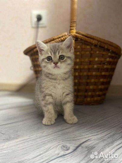 Британские котята