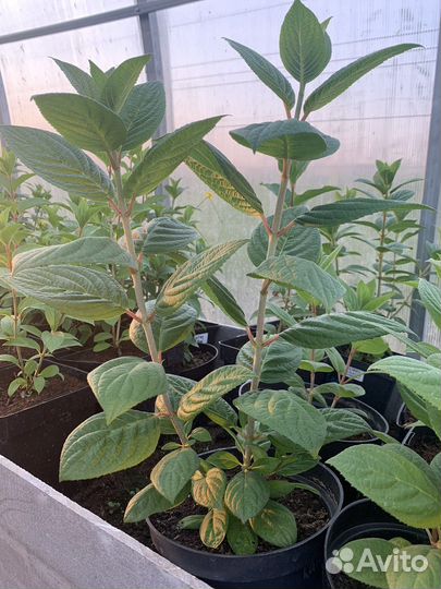 Гортензия метельчатая