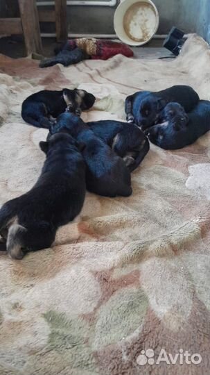 Собаки щенки немецкая овчарка