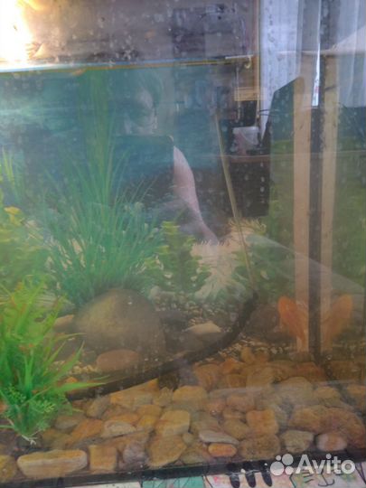 Аквариум