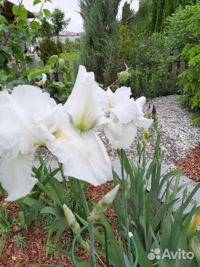 Ирисы бородатые сортовые