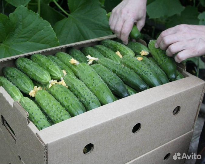 Семена Огурца 