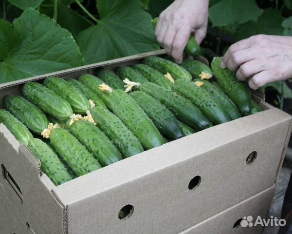 Семена Огурца 