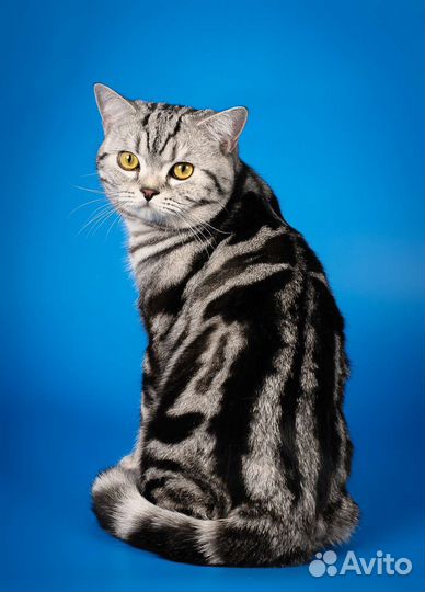 Шотландский кот страйт и фолд на вязку