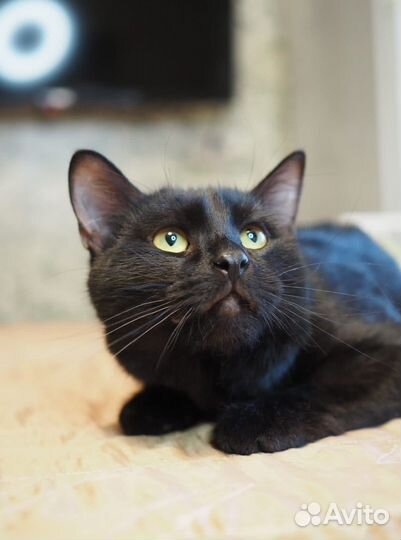 Красивый,изящный,добрый котик - 1 год