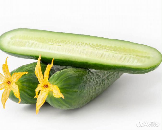 Семена Огурца 