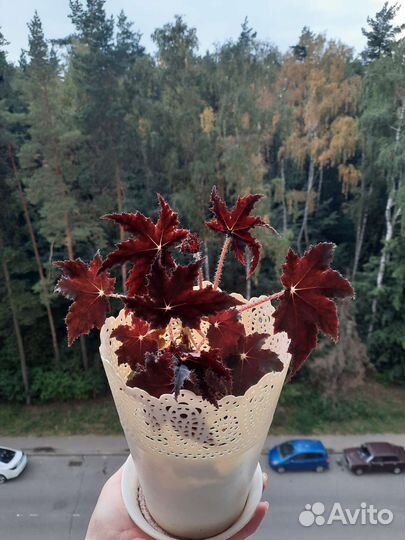 Детка - Бегония Бауэра Black Velvet черный бархат